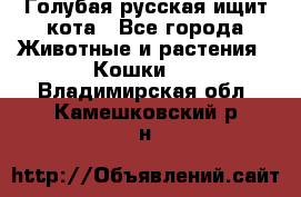 Голубая русская ищит кота - Все города Животные и растения » Кошки   . Владимирская обл.,Камешковский р-н